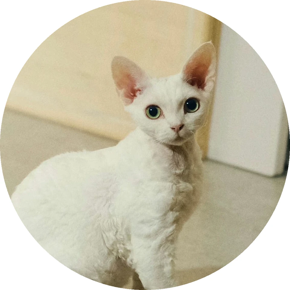 ニャーリンリン・キャラクターと磁器デザイン · キャラクターのモデルとなった猫の写真 · 1