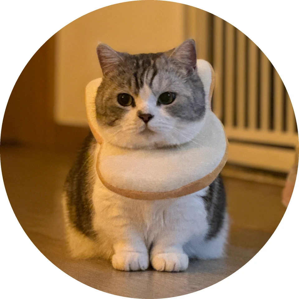 ニャーリンリン・キャラクターと磁器デザイン · キャラクターのモデルとなった猫の写真 · 2