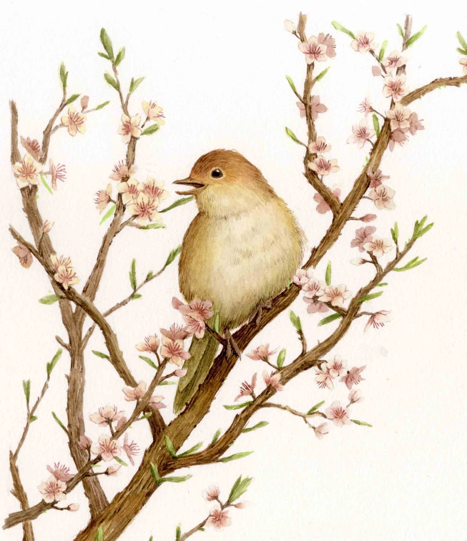 花枝中的小鸟